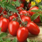 nurserylive-seeds-tomato-pusa-ruby-desi-vegetable-seeds-16969383903372